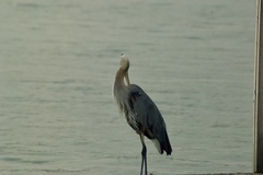 Ardea herodias