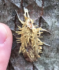 Akanthomyces aculeatus