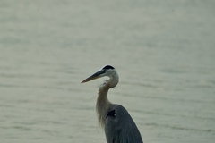 Ardea herodias