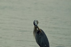 Ardea herodias