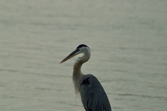 Ardea herodias