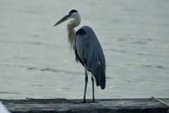 Ardea herodias