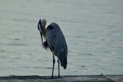 Ardea herodias