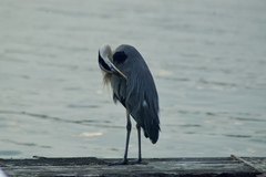 Ardea herodias