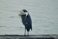 Ardea herodias