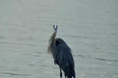 Ardea herodias