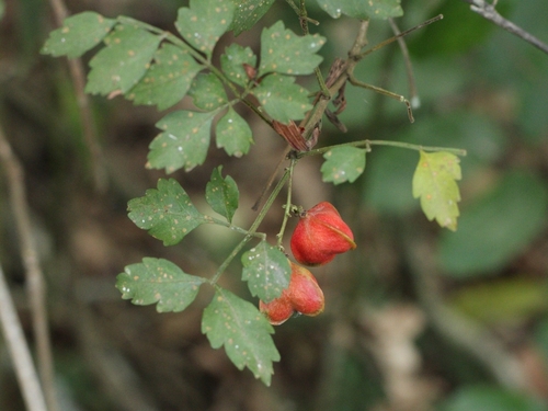 Paullinia bipinnata