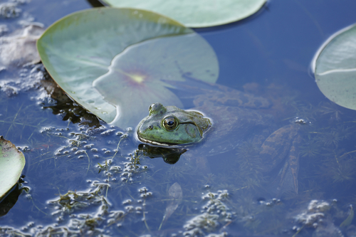 American Bullfrog