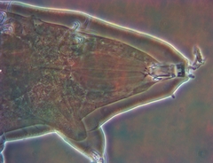 Milnesium cassandrae