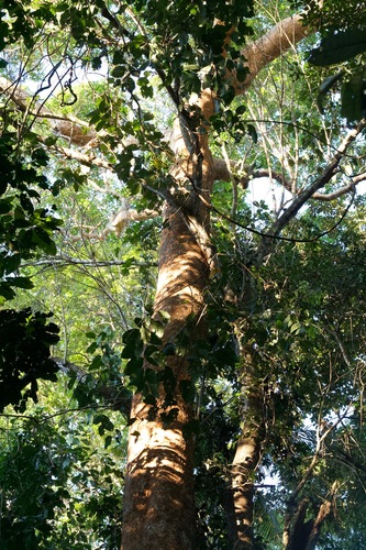 Brazilian Teak (Dipteryx micrantha)