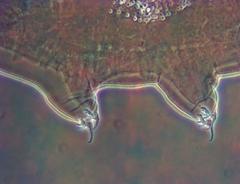 Milnesium cassandrae