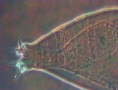 Milnesium cassandrae