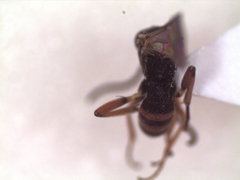 Syrphophilus bizonarius