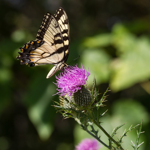 Eastern Tiger Swallowtail