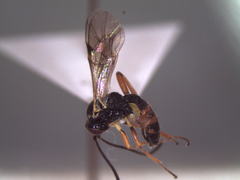 Syrphophilus bizonarius