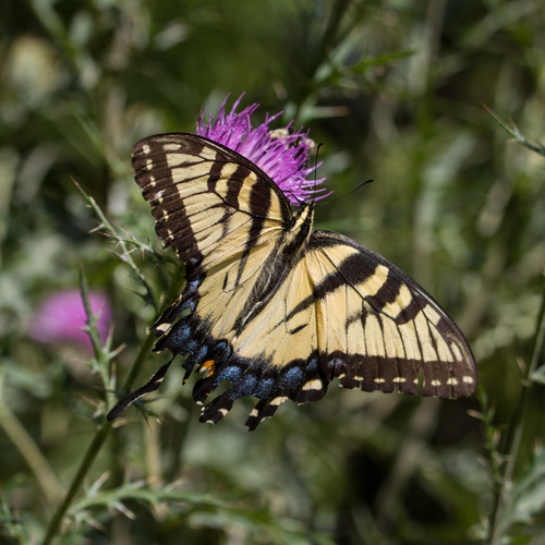 Eastern Tiger Swallowtail