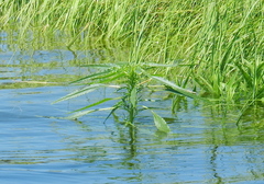 Amaranthus cannabinus