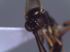 Syrphophilus bizonarius