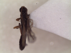 Orthocentrinae