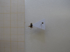Syrphophilus bizonarius