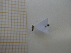 Orthocentrinae