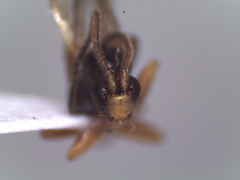 Orthocentrinae