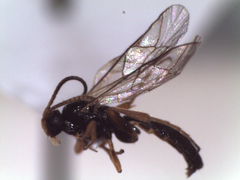 Orthocentrinae