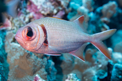 Pearly Soldierfish photo 4