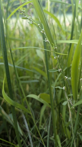 Erect Knotweed (Polygonum erectum)