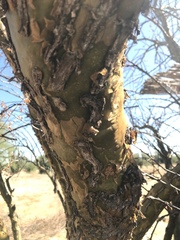 Fouquieria macdougalii