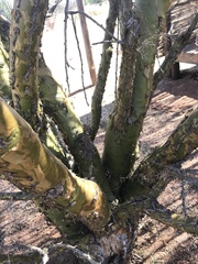 Fouquieria macdougalii