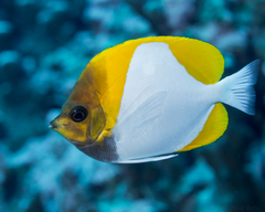 Pyramid Butterflyfish photo 2