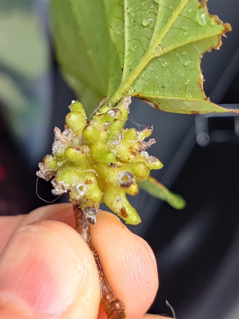 Birch Blister Aphid