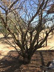Fouquieria macdougalii