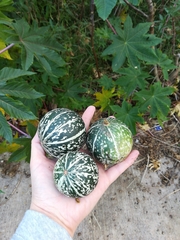 Cucurbita radicans