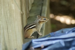 Tamias striatus
