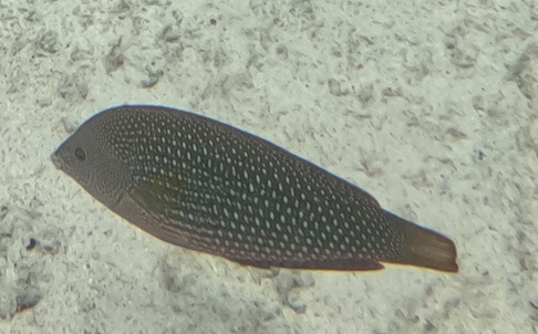 Pearl wrasse (Anampses cuvier) — Labridae
