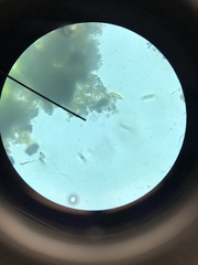 Anthophysa vegetans