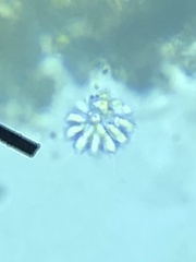 Anthophysa vegetans