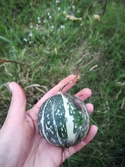 Cucurbita radicans
