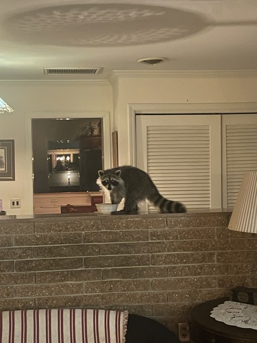 Common Raccoon photographed in Maryland