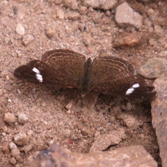 Telenassa delphia nana