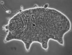 Echiniscus manuelae