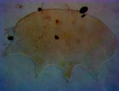 Echiniscus manuelae