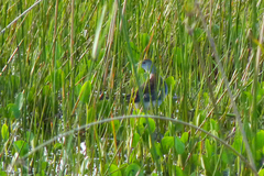 Porphyrio flavirostris