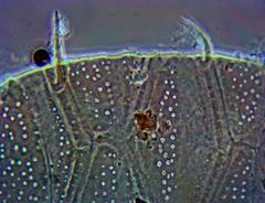 Echiniscus manuelae