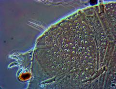 Echiniscus manuelae