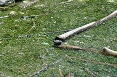 Chrysemys picta marginata