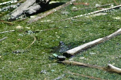 Chrysemys picta marginata