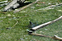 Chrysemys picta marginata